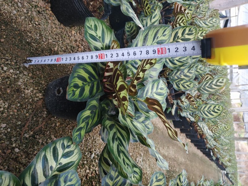 孔雀竹芋种植户直销一手货源视频照片看货放心购买长期供应