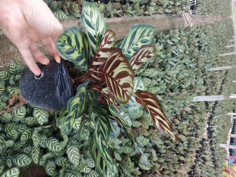 孔雀竹芋种植户直销一手货源视频照片看货放心购买长期供应