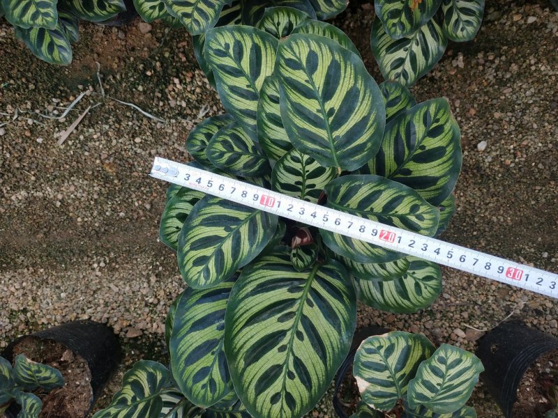 孔雀竹芋种植户直销一手货源视频照片看货放心购买长期供应