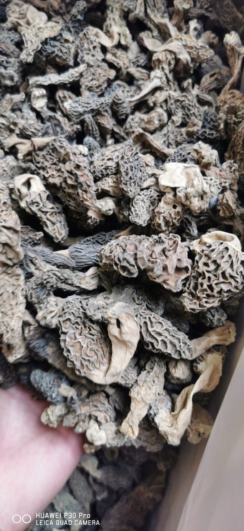 四川野生羊肚菌自然晒干。一分钱一分货假一赔十