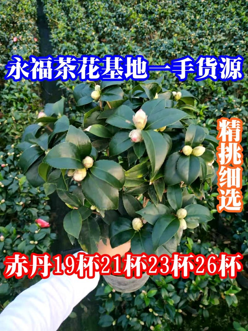 茶花20杯23杯26杯花场直销一手货源视频看货照片挑苗