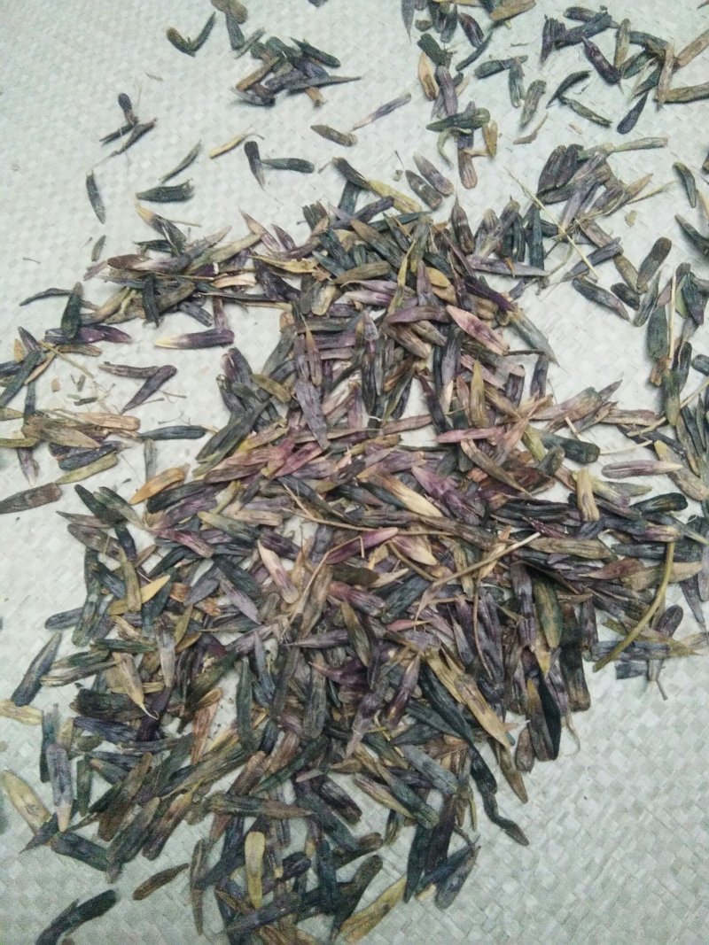 板蓝根籽，纯新小籽，板蓝根种子