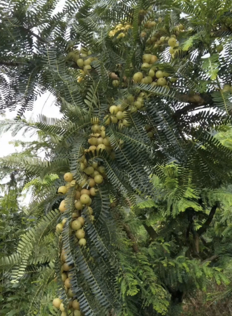 甜种余甘果苗油甘苗牛甘苗维生素果苗一年苗嫁接果树