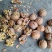 吕梁核桃仁，米四路，货源品质保证价格美丽欢迎下单