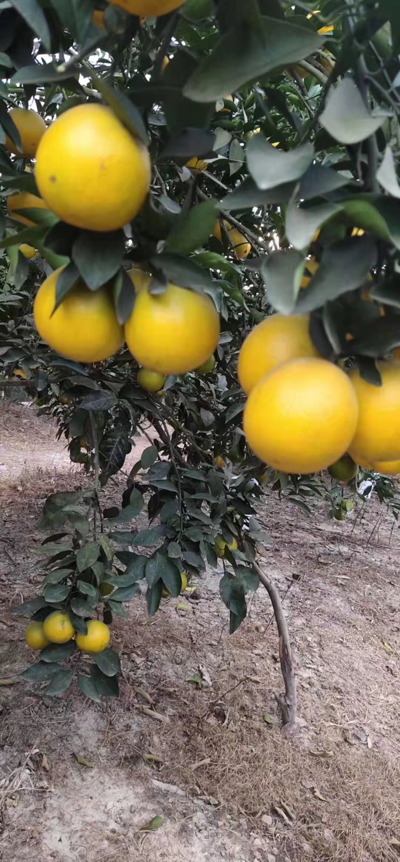 廉江红江橙85~90mm口感多汁非常甜，皮薄肉厚