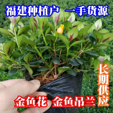 金鱼花盆栽种植户直销一手货源提供技术指导视频看货放心选苗