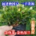 金鱼花盆栽种植户直销一手货源提供技术指导视频看货放心选苗