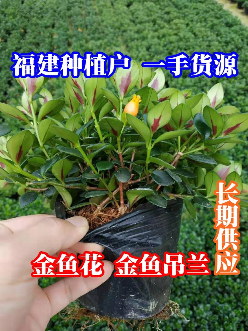 金鱼花盆栽种植户直销一手货源提供技术指导视频看货放心选苗