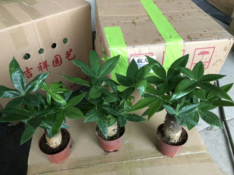 发财树90#不包邮发物流