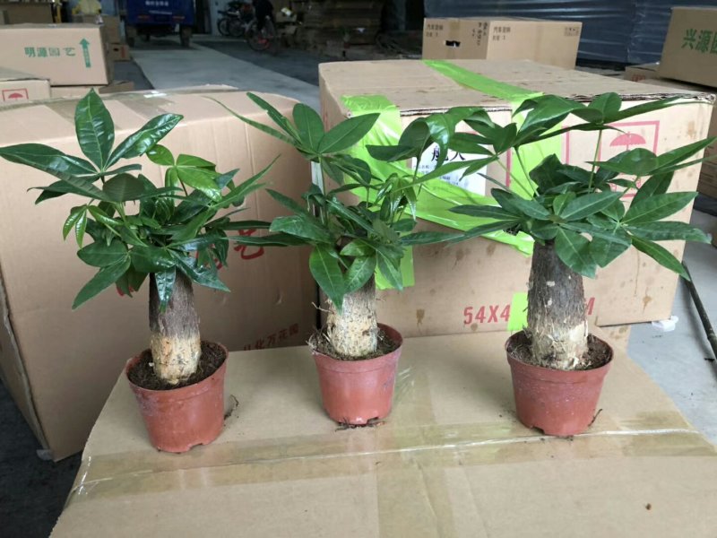 发财树90#不包邮发物流