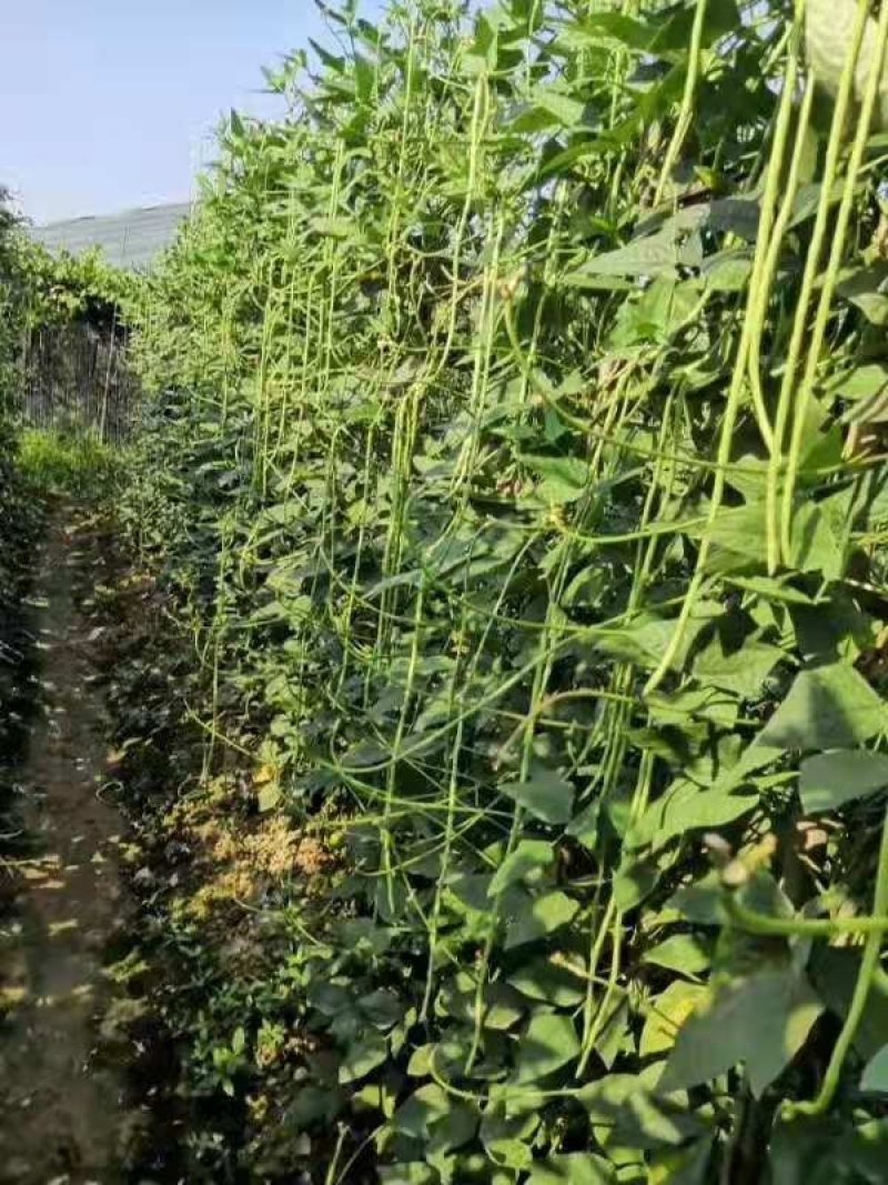 郑研绿状元豆角种子虹豆种子长虹豆种子。