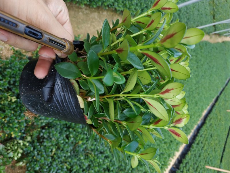 金鱼花盆栽种植户直销一手货源提供技术指导视频看货放心选苗