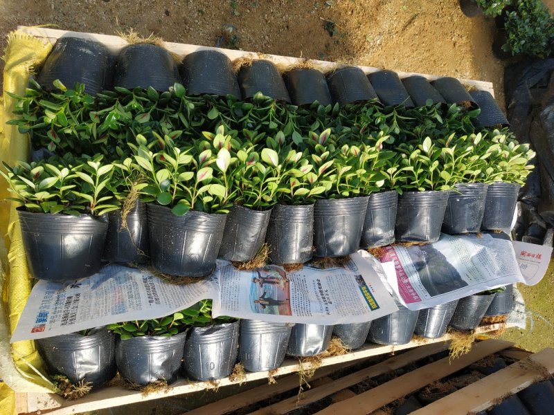 金鱼花盆栽种植户直销一手货源提供技术指导视频看货放心选苗