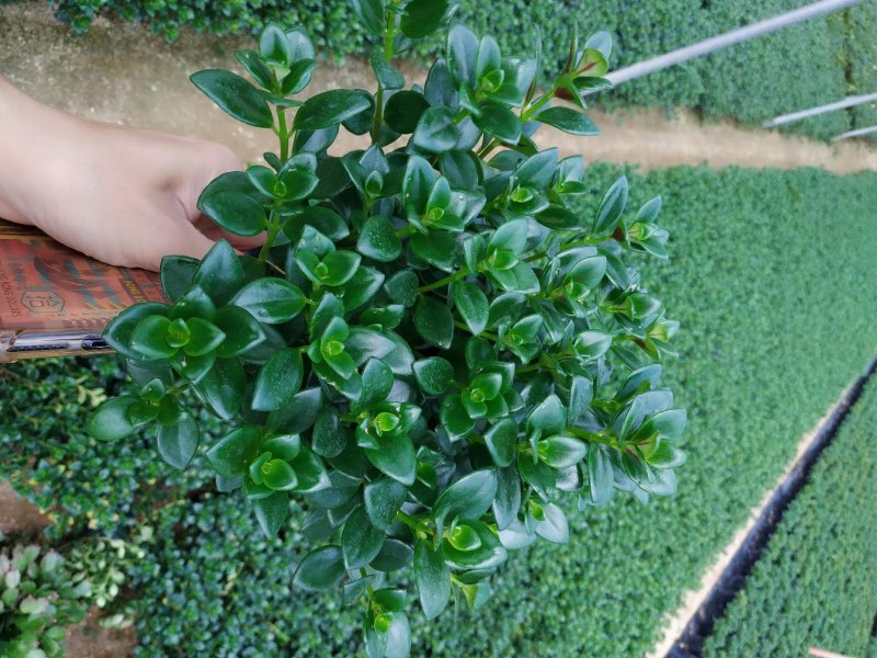 金鱼花盆栽种植户直销一手货源提供技术指导视频看货放心选苗