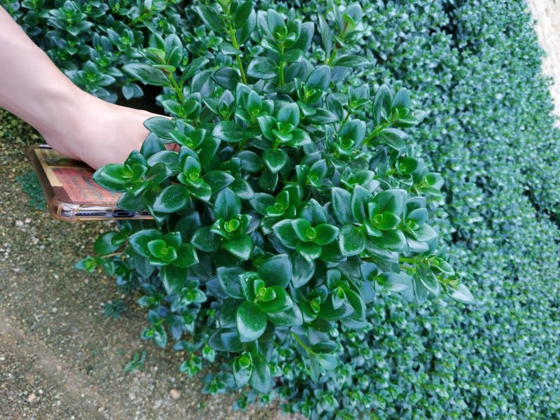 金鱼花盆栽种植户直销一手货源提供技术指导视频看货放心选苗