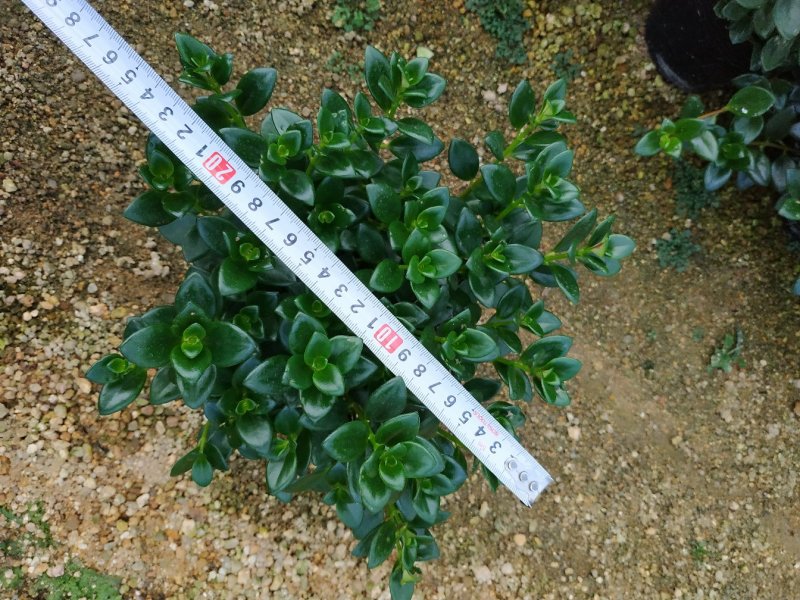 金鱼花盆栽种植户直销一手货源提供技术指导视频看货放心选苗