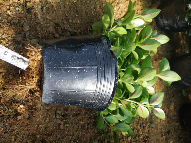金鱼花盆栽种植户直销一手货源提供技术指导视频看货放心选苗