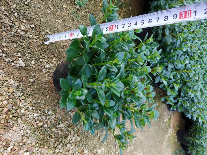 金鱼花盆栽种植户直销一手货源提供技术指导视频看货放心选苗