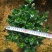 金鱼花盆栽种植户直销一手货源提供技术指导视频看货放心选苗