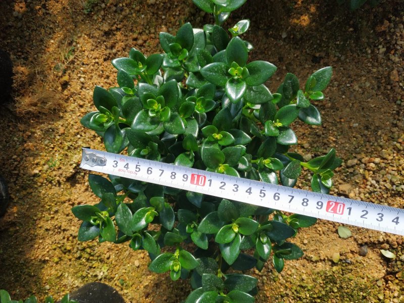 金鱼花盆栽种植户直销一手货源提供技术指导视频看货放心选苗