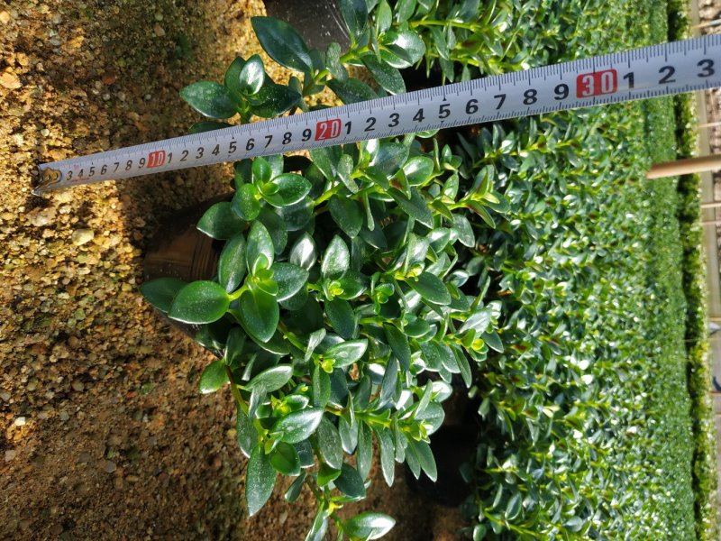 金鱼花盆栽种植户直销一手货源提供技术指导视频看货放心选苗