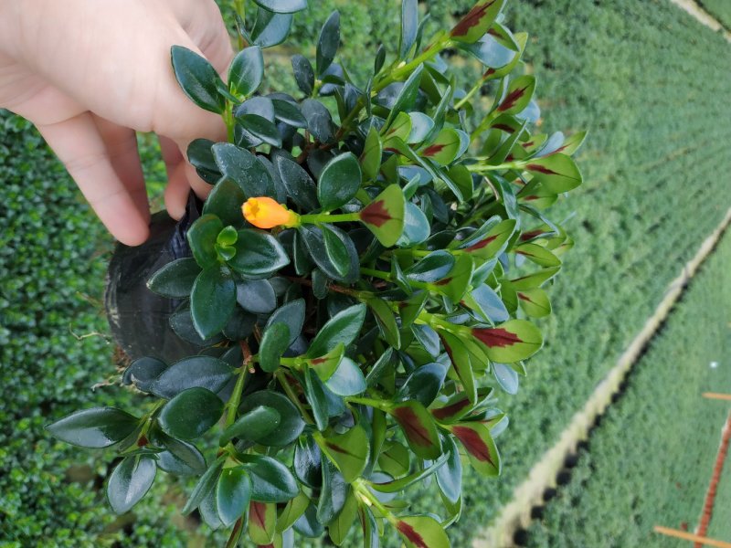 金鱼花盆栽种植户直销一手货源提供技术指导视频看货放心选苗