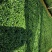 金鱼花盆栽种植户直销一手货源提供技术指导视频看货放心选苗