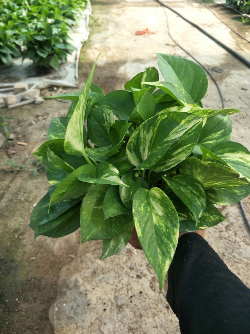 绿萝110花叶带自吸水A级货