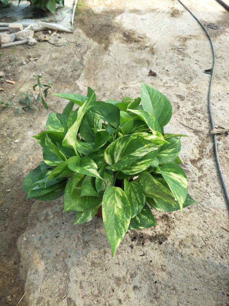 绿萝110花叶带自吸水A级货