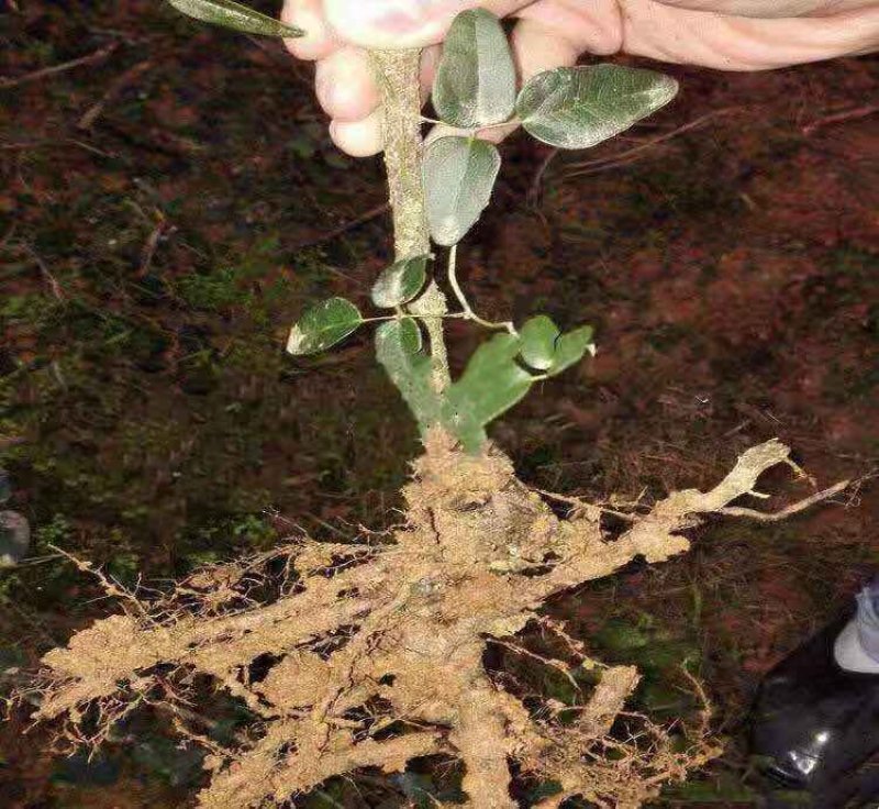 🔥热销【企业认证】九月黄苗改良品种纯度高产基地直发