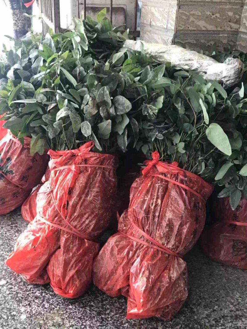 🔥热销【企业认证】九月黄苗改良品种纯度高产基地直发