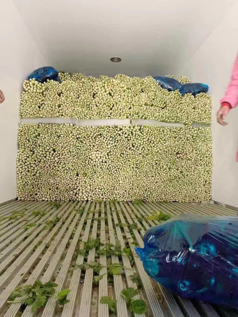 砀山精品芹菜万亩基地产地供货可视频看货