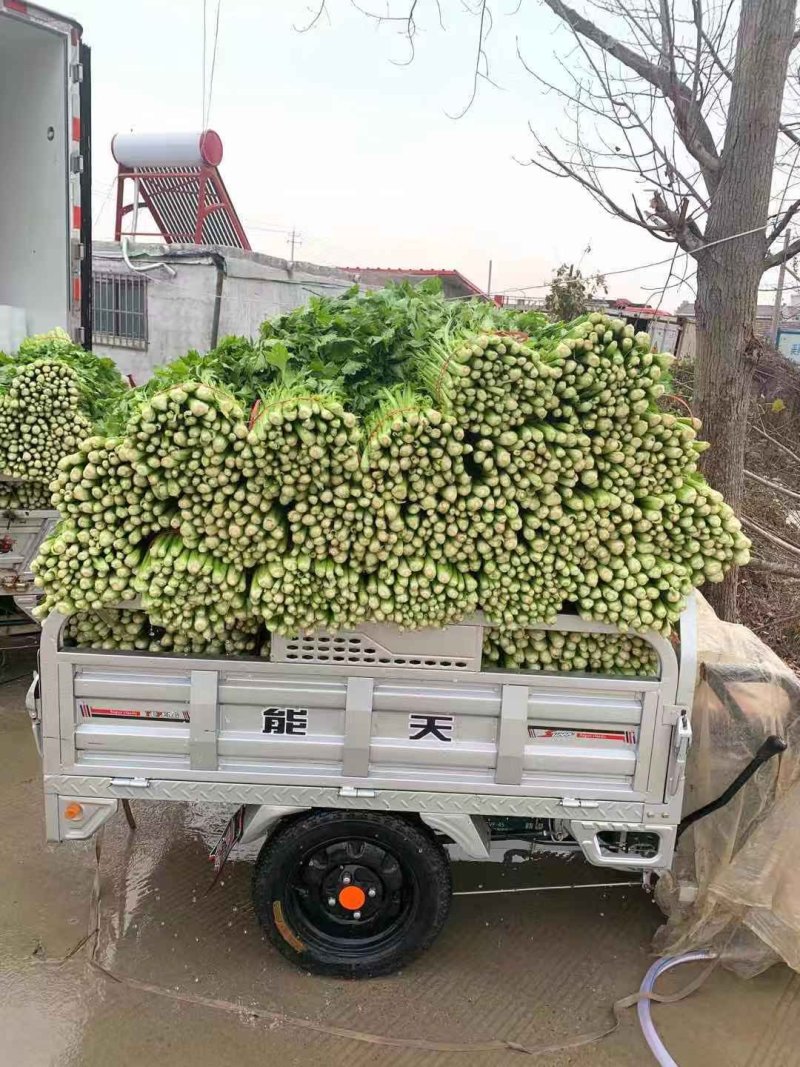 砀山精品芹菜万亩基地产地供货可视频看货