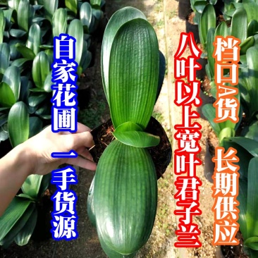 君子兰和尚鞍山档口A货自家花圃一手货源精挑细选可长期供应