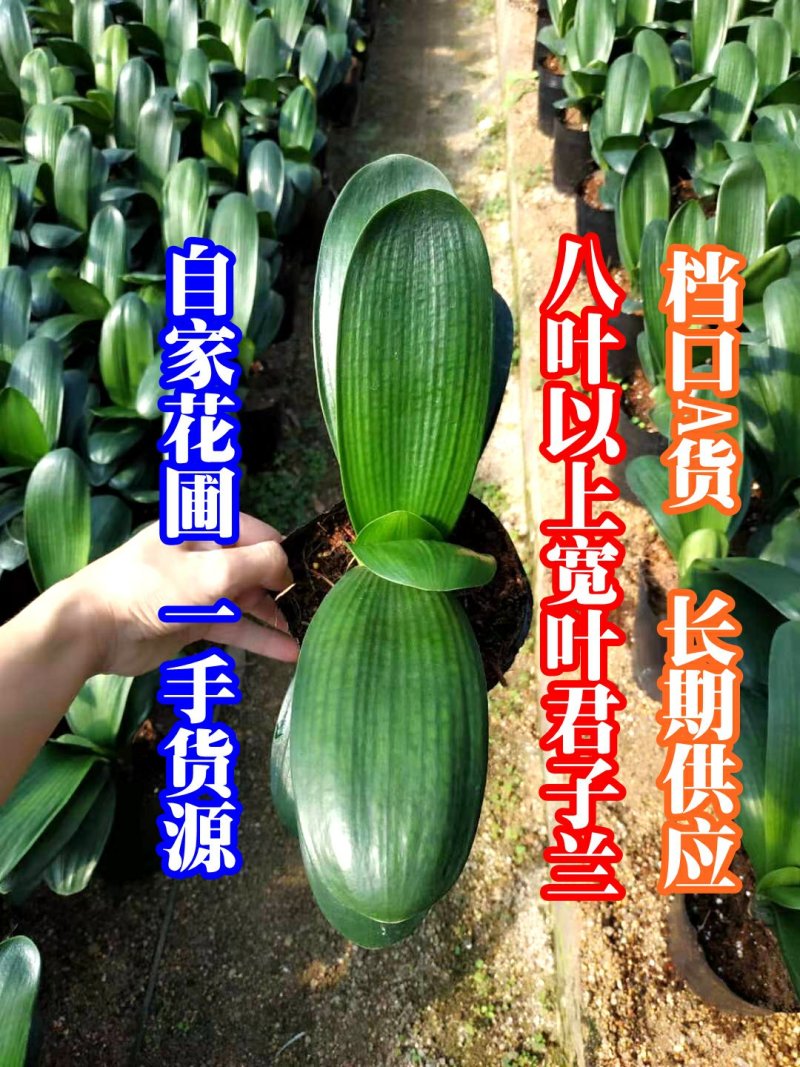 君子兰和尚鞍山档口A货自家花圃一手货源精挑细选可长期供应