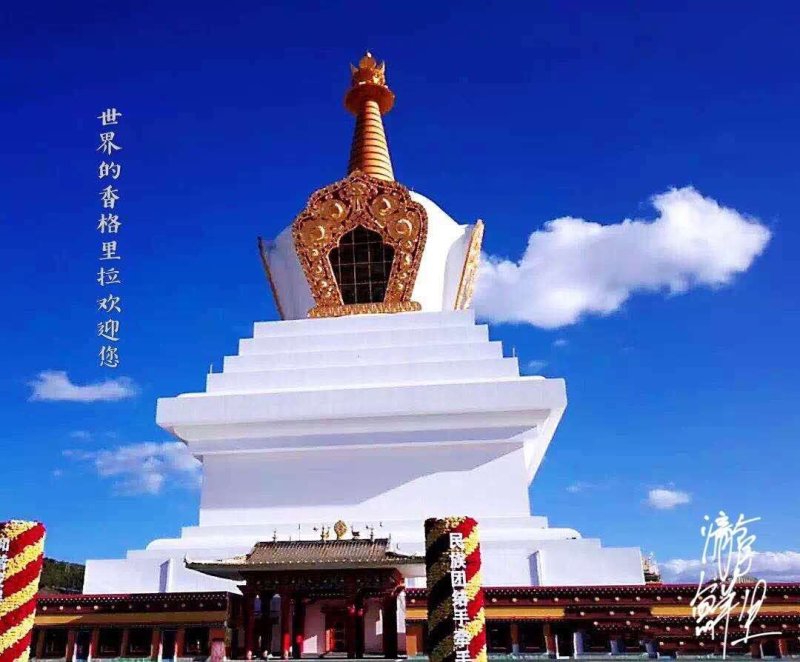 松茸王香格里拉新鲜松茸王一件代发顺丰包邮