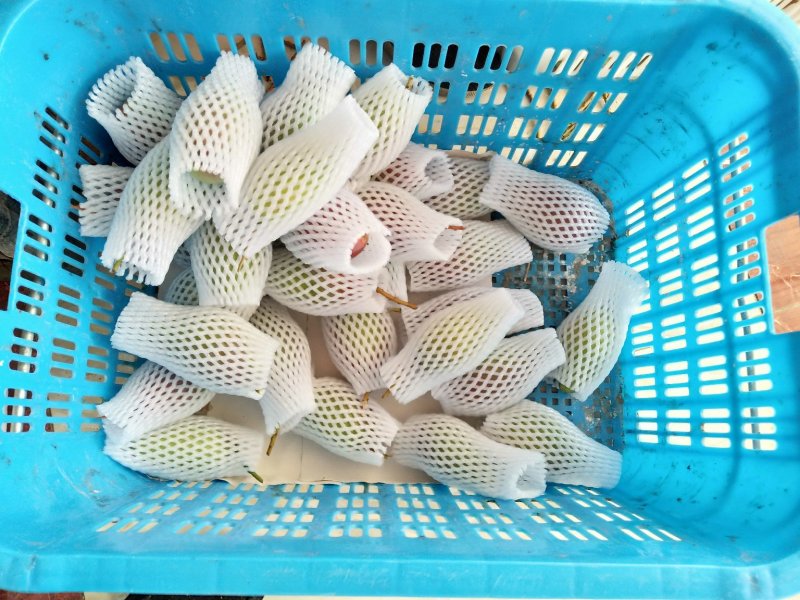 来自北纬18度°海南省-三亚市-热带水果贵妃芒果