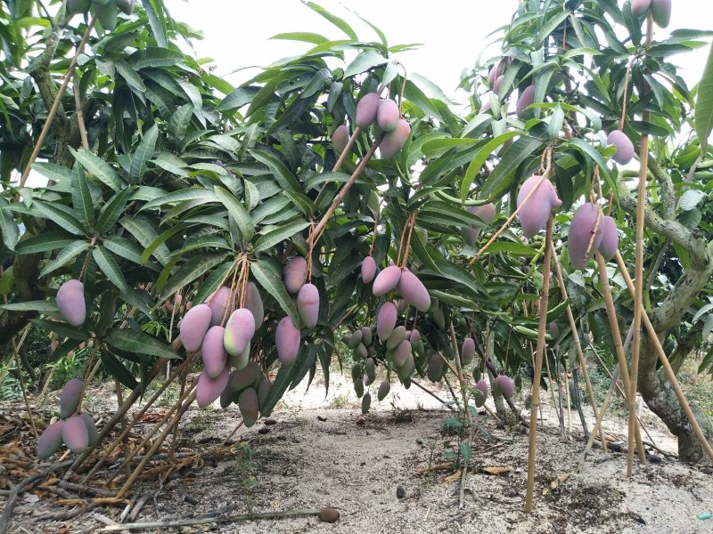 来自北纬18度°海南省-三亚市-热带水果贵妃芒果
