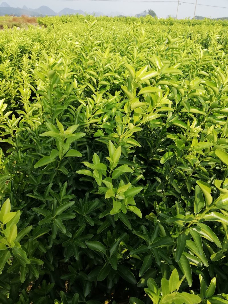 金葵沙糖桔苗一级苗品种保证免费枝术支持
