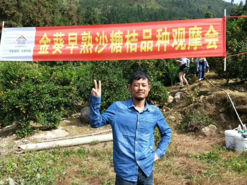 金葵沙糖桔苗一级苗品种保证免费枝术支持