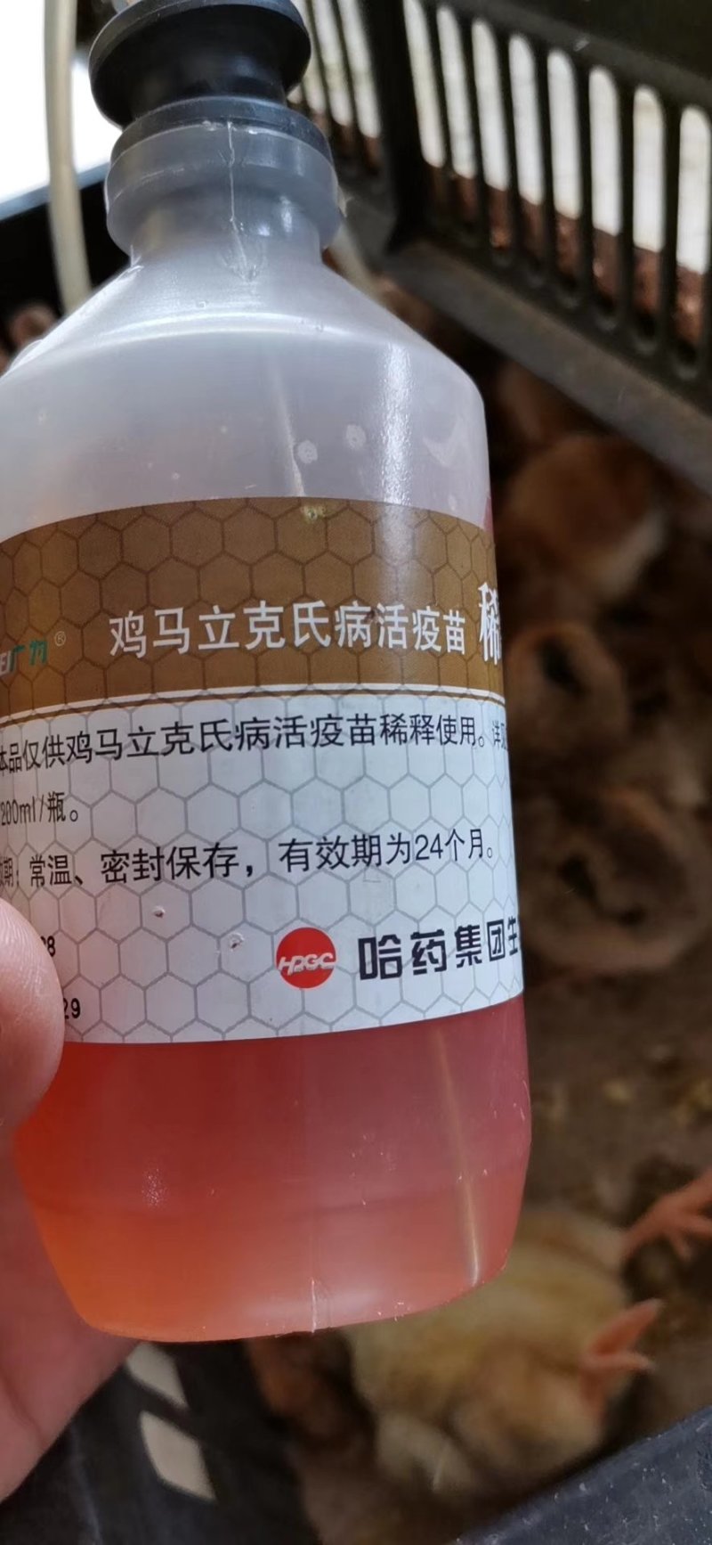 灵山土鸡苗孵化场直销鸡苗灵山土鸡苗20克-30克成活高