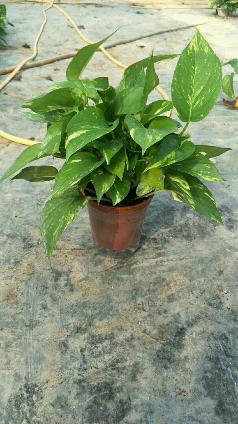 绿萝110花叶带自吸水A级货
