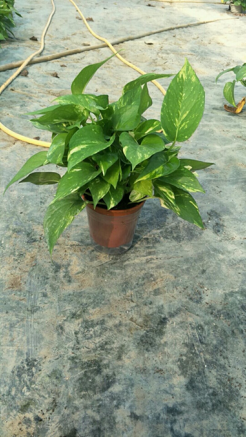 绿萝110花叶带自吸水A级货