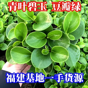 青叶碧玉豆瓣绿种植户直销一手货源视频照片看货量大长期供应