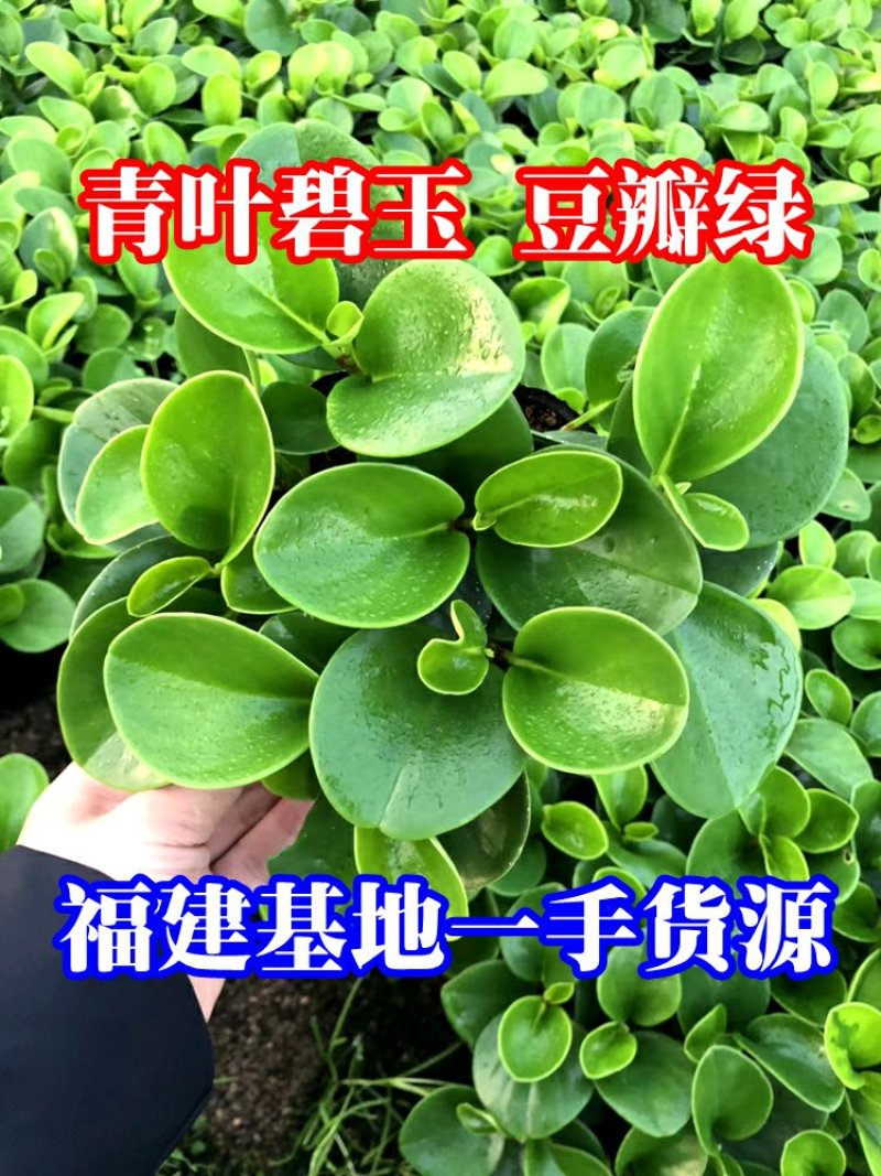 青叶碧玉豆瓣绿种植户直销一手货源视频照片看货量大长期供应