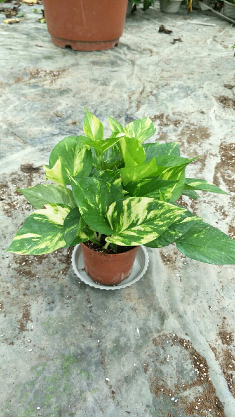 绿萝110花叶AAA级货