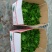 绿萝110花叶AAA级货