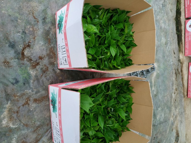 绿萝110花叶AAA级货