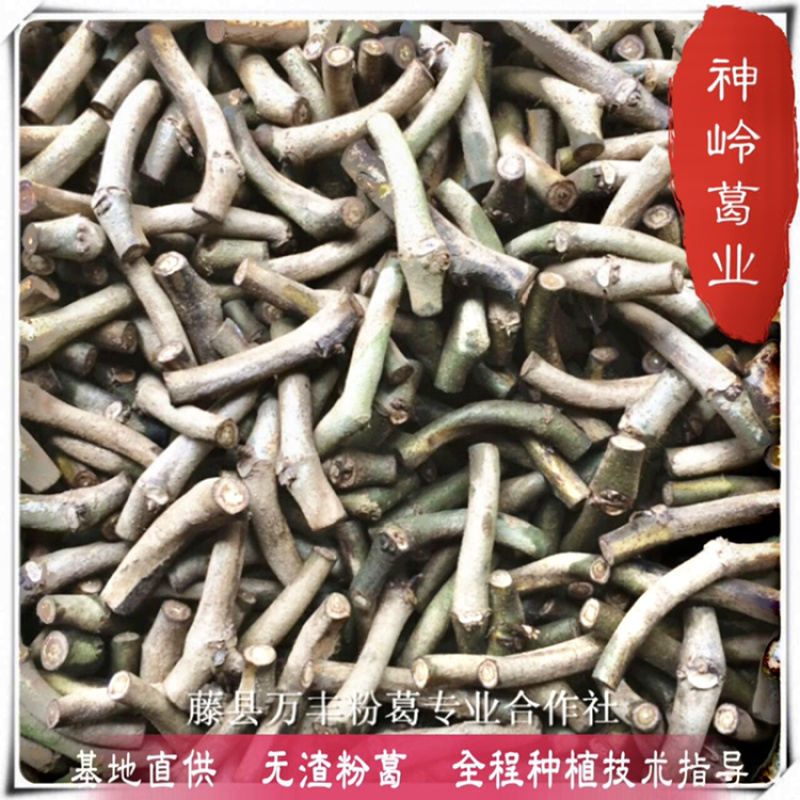 葛根小批量试种葛根苗节南北方地栽当年采收葛根种植苗