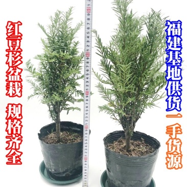 红豆杉盆栽苗种植户直销一手货源视频看货长期供应量大从优